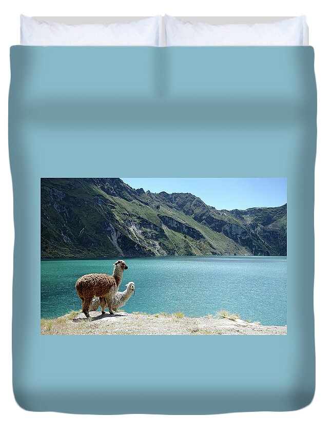 Crater Lake Duvet Cover featuring the photograph Two Alpacas At Laguna Quilotoa by Photography By Jessie Reeder
