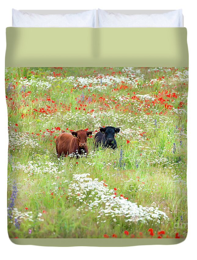 Cows Duvet Cover featuring the photograph Two Norfolk cows in wild flower meadow by Simon Bratt