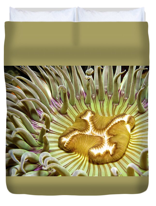 Underwater Duvet Cover featuring the photograph Under Water Anemone by Lucidio Studio, Inc.