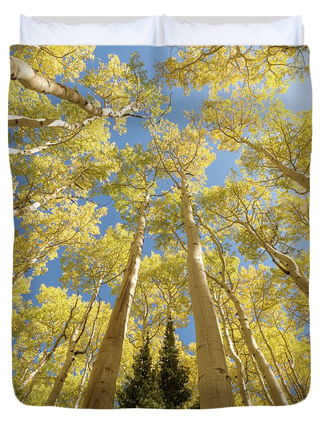 Forest Duvet Cover featuring the photograph Upward by Dustin LeFevre