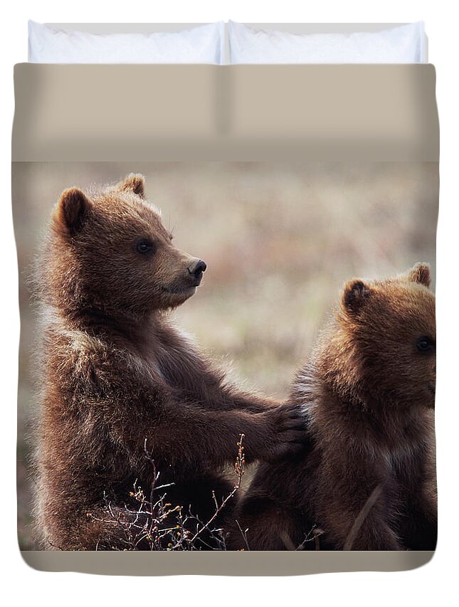 Brown Bear Duvet Cover featuring the photograph Usa, Alaska, Denali National Park by Eastcott Momatiuk