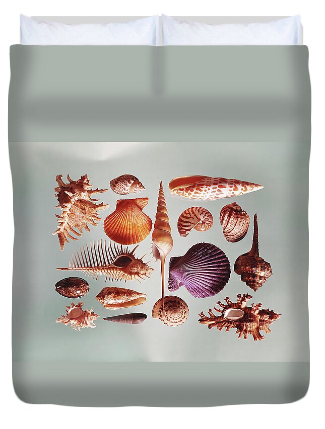 Cowrie Shell Duvet Cover featuring the photograph Various Sea Shells On Grey Background by Tom Kelley Archive