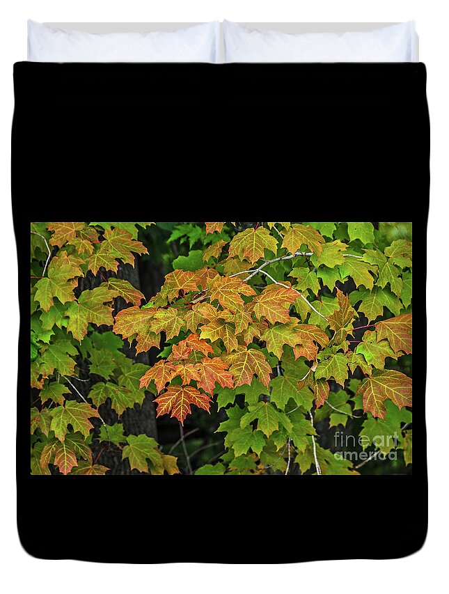 Michigan Duvet Cover featuring the photograph Various Stages of Fall Color on Maple Leaves by Sue Smith