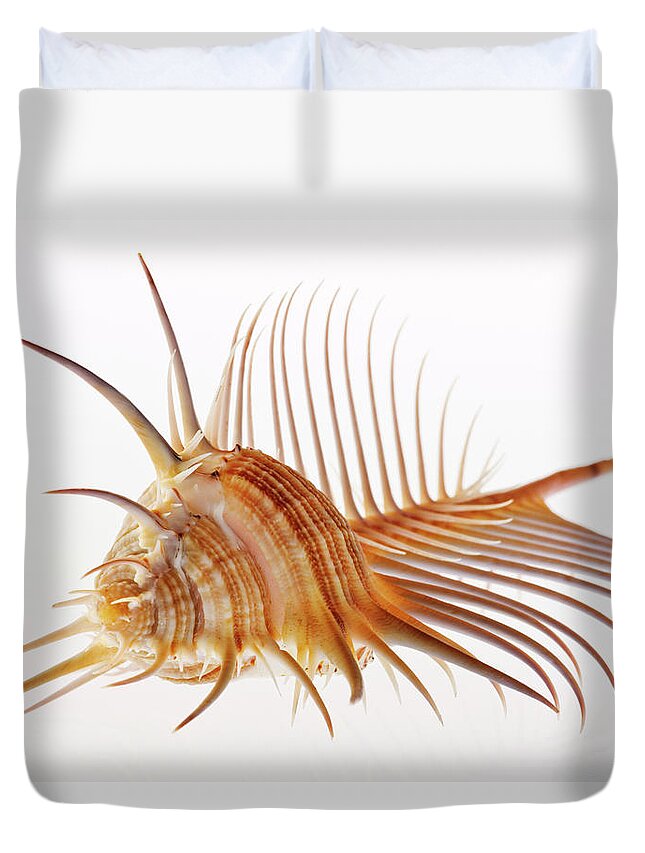 White Background Duvet Cover featuring the photograph Venus Comb Murex Shell by Martin Harvey