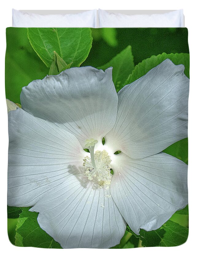 Nature Duvet Cover featuring the photograph Very Rare almost All-white Crimson-eyed Rosemallow DFL0996 by Gerry Gantt