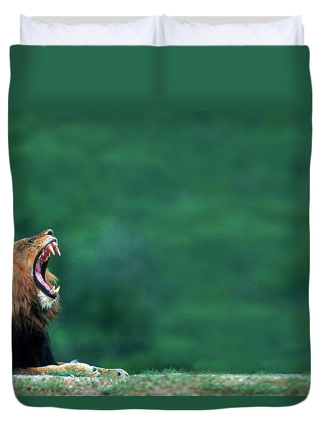 Southern Hemisphere Duvet Cover featuring the photograph View Of A Lion Panthera Leo Laying On by Heinrich Van Den Berg