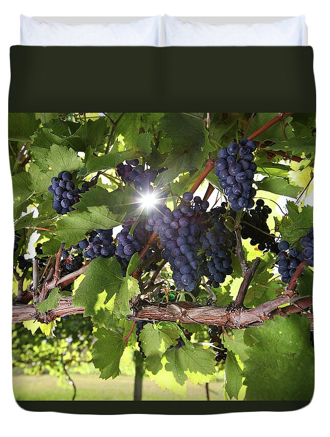 Scenics Duvet Cover featuring the photograph Vineyard Wine Grapes by Georgepeters