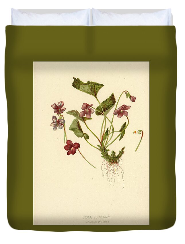 Flowers Duvet Cover featuring the mixed media Viola Cucullata Common Blue Violet by L Prang