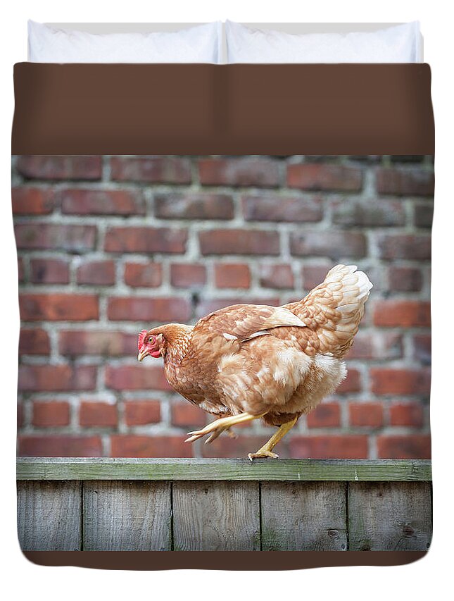 Anita Nicholson Duvet Cover featuring the photograph Walk the Line - Chicken walking along a wooden fence by Anita Nicholson