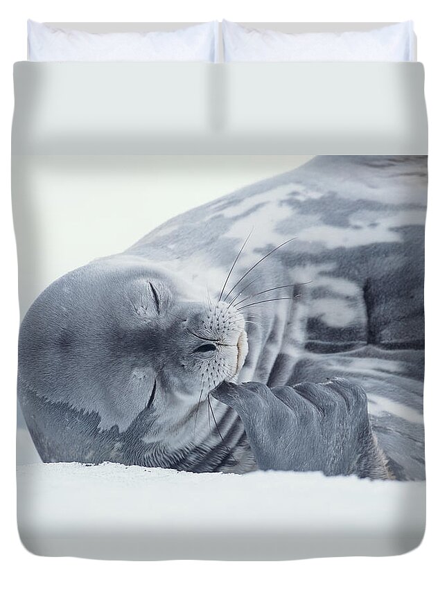 One Animal Duvet Cover featuring the photograph Weddell Seal Leptonychotes Weddellii by Eastcott Momatiuk