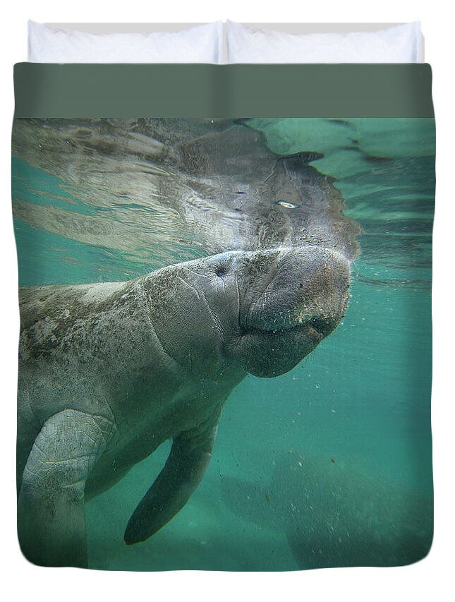 00544881 Duvet Cover featuring the photograph West Indiamanatee, Crystal River, Florida by Tim Fitzharris