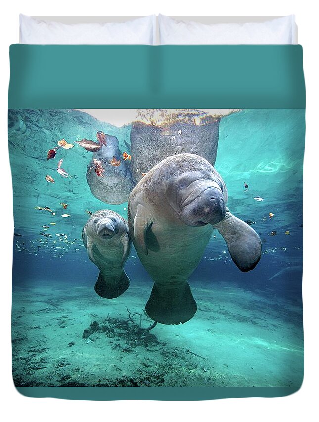 Underwater Duvet Cover featuring the photograph West Indian Manatees by James R.d. Scott