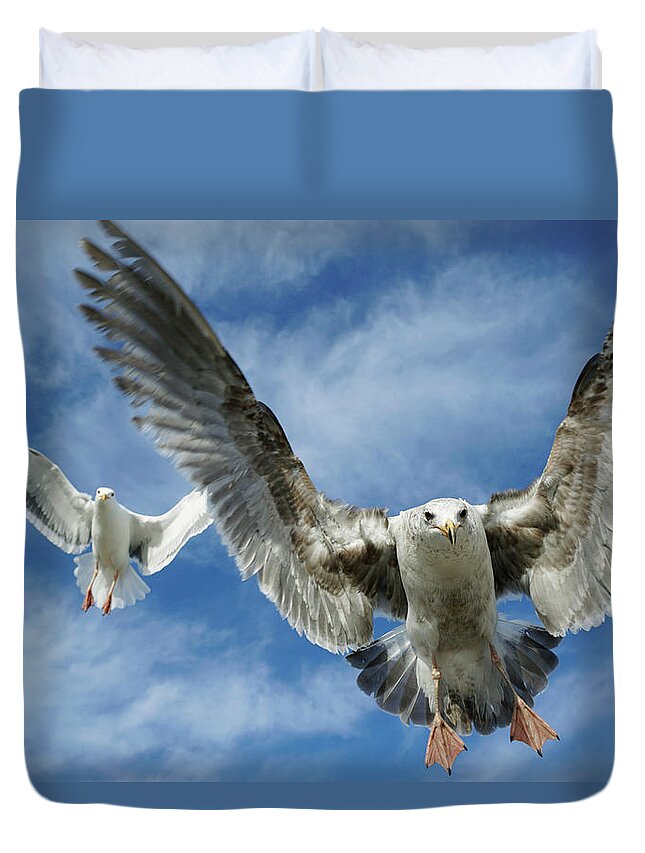00558344 Duvet Cover featuring the photograph Western Gulls Flying Overhead by Hiroya Minakuchi