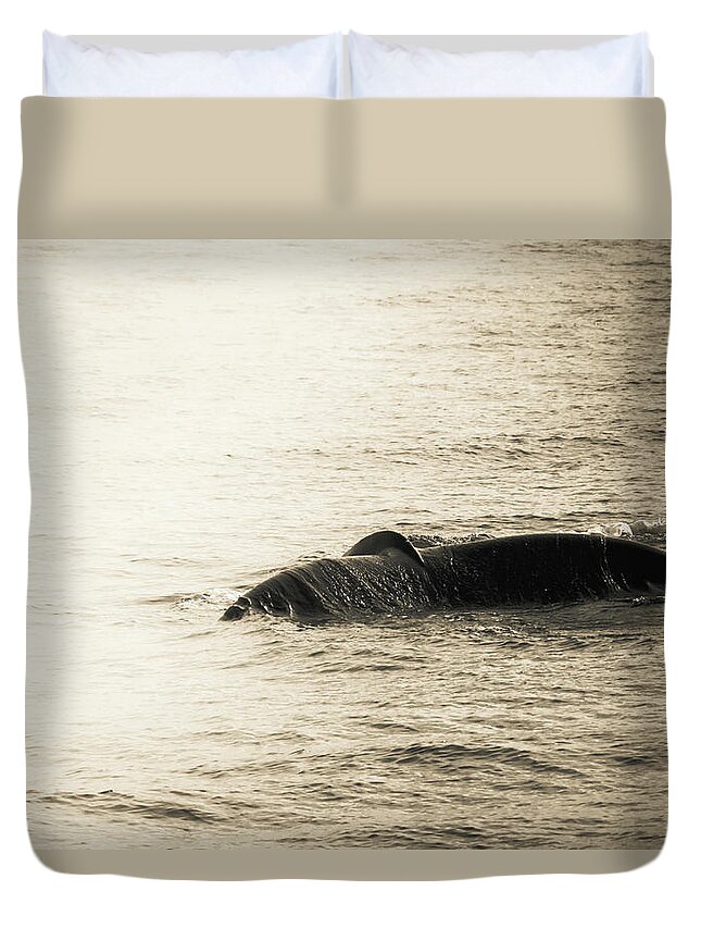  Duvet Cover featuring the photograph Whale Tail 1 by Rebekah Zivicki