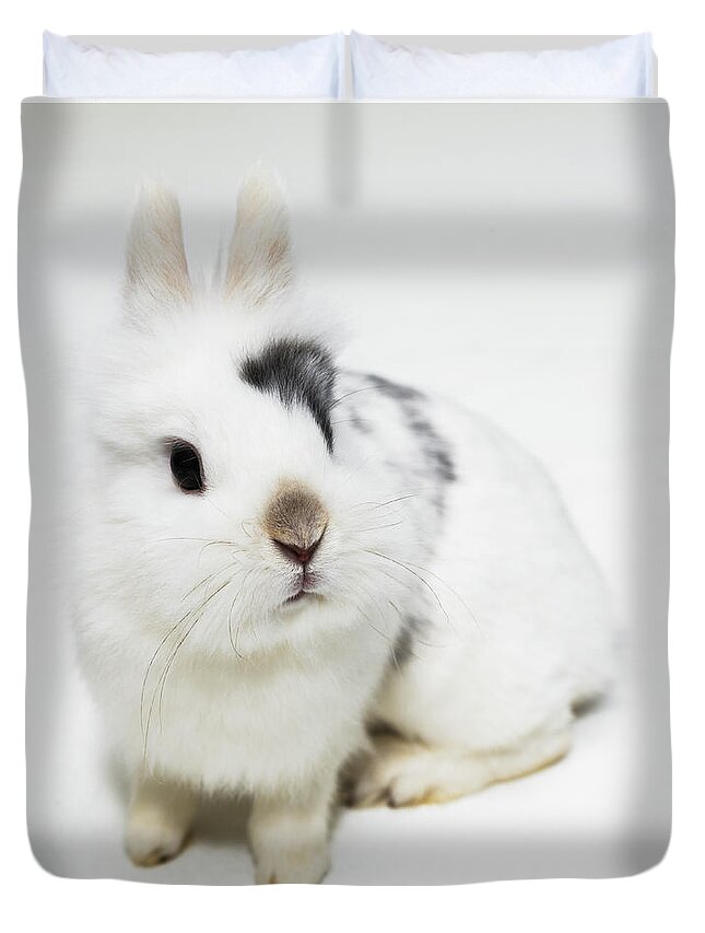 White Background Duvet Cover featuring the photograph White, Black And Brown Rabbit by Michael Blann