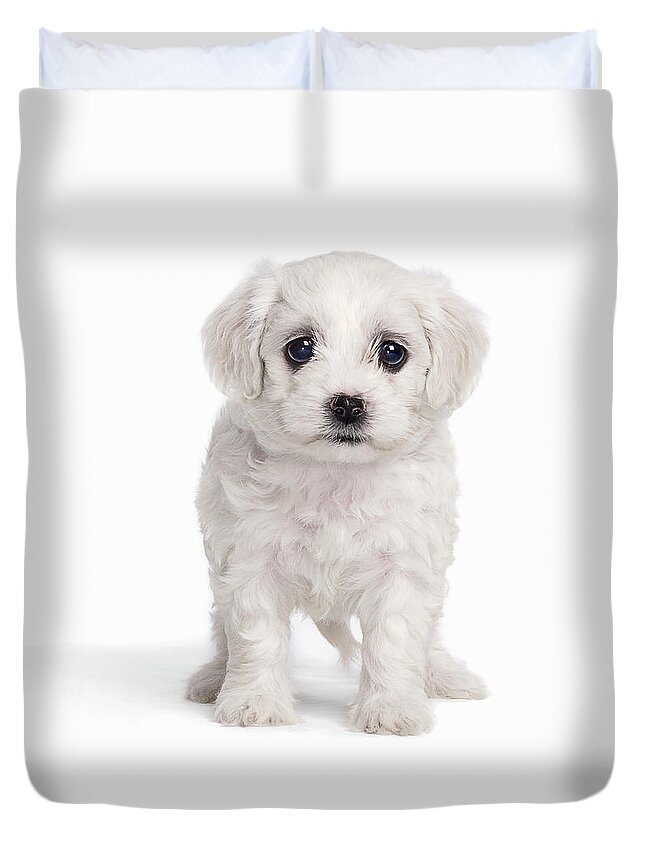 Pets Duvet Cover featuring the photograph White Fluffy Puppy by Gandee Vasan