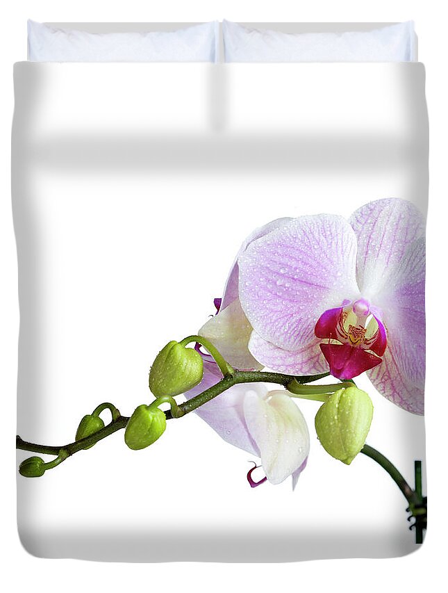 White Background Duvet Cover featuring the photograph White Orchid Phalaenopsis by Ayimages