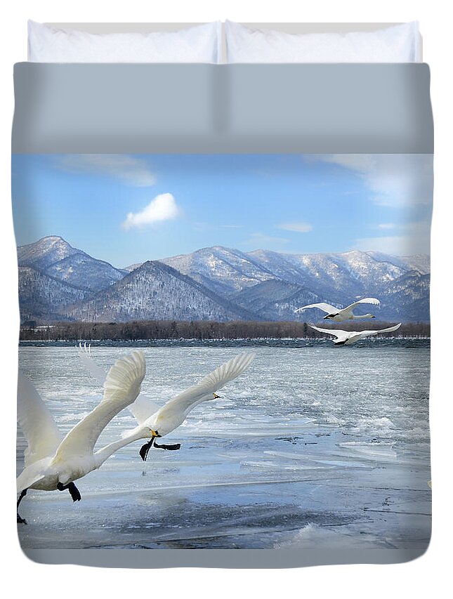 Hokkaido Duvet Cover featuring the photograph Whooper Swan Starting The Flight by Lucia Terui