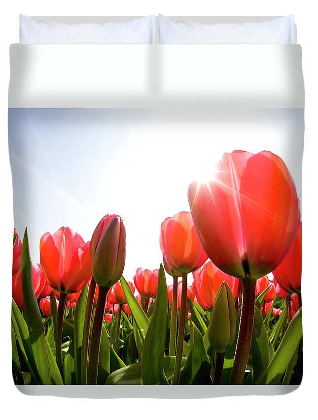 Netherlands Duvet Cover featuring the photograph Wide Angle View Of Red Tulip Field by Darrell Gulin