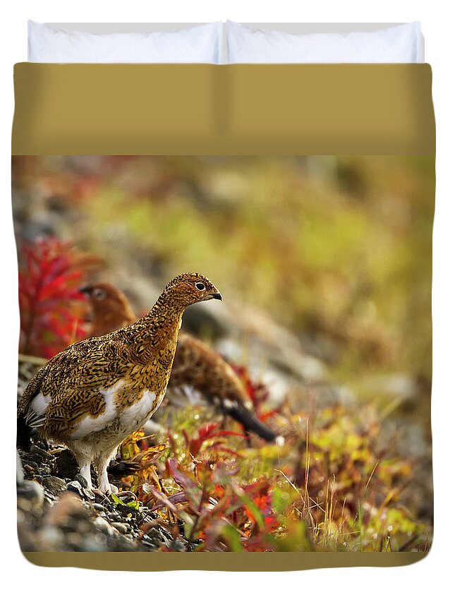 Animals In The Wild Duvet Cover featuring the photograph Willow Ptarmigan Lagopus Lagopus by Gary Schultz / Design Pics