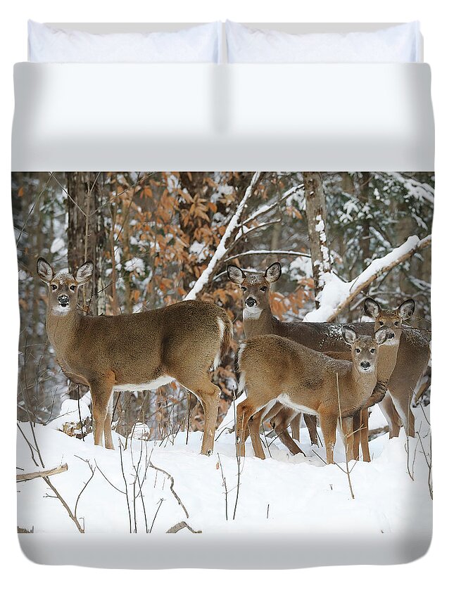 Deer Duvet Cover featuring the photograph Winter Deer by Duane Cross