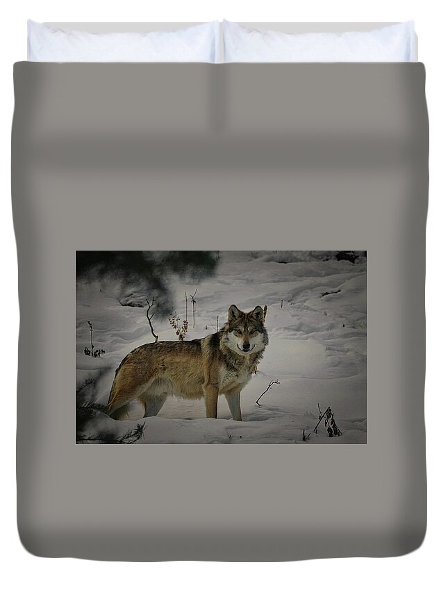 Designs Similar to Wolf in the snow