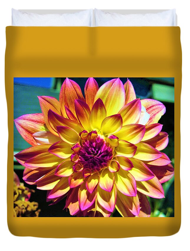 - Yellow And Purple Dahlias Duvet Cover featuring the photograph - Yellow and Purple Dahlias by THERESA Nye
