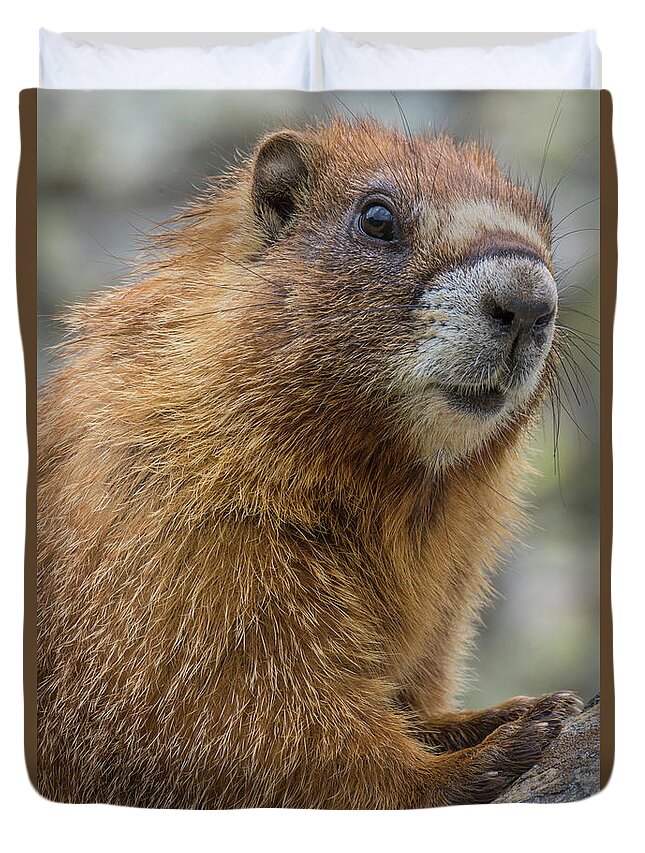 Jeff Foott Duvet Cover featuring the photograph Yellow-bellied Marmot by Jeff Foott