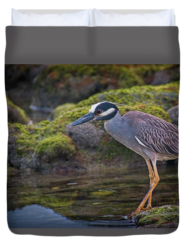 Coral Cove Duvet Cover featuring the photograph Yellow-crowned Night Heron by Steve DaPonte