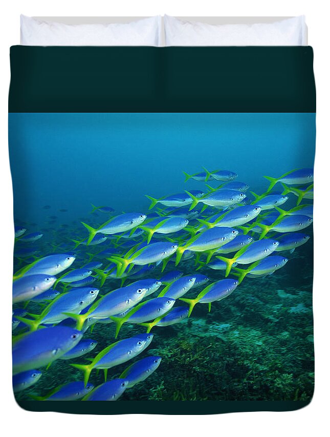 Underwater Duvet Cover featuring the photograph Yellowback Fusiliers Schooling To Feed by Comstock