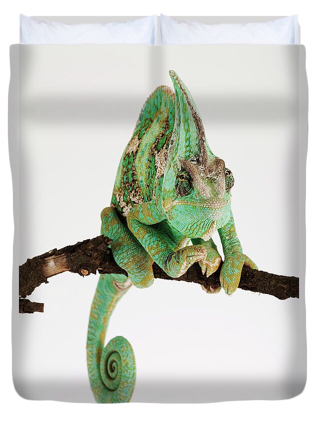 White Background Duvet Cover featuring the photograph Yemen Chameleon Sitting On Branch by Martin Harvey