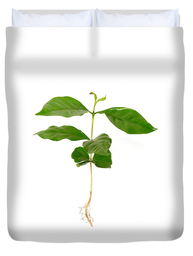 Cut Out Duvet Cover featuring the photograph Young Coffee Plant by Narvikk