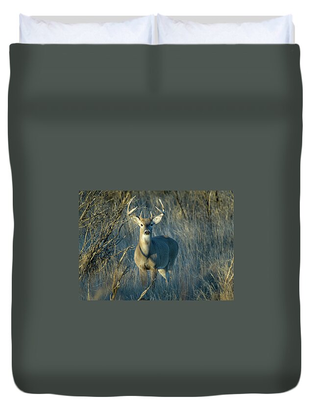 Male Animal Duvet Cover featuring the photograph Young Whitetail Deer In The Texas Brush by Judilen