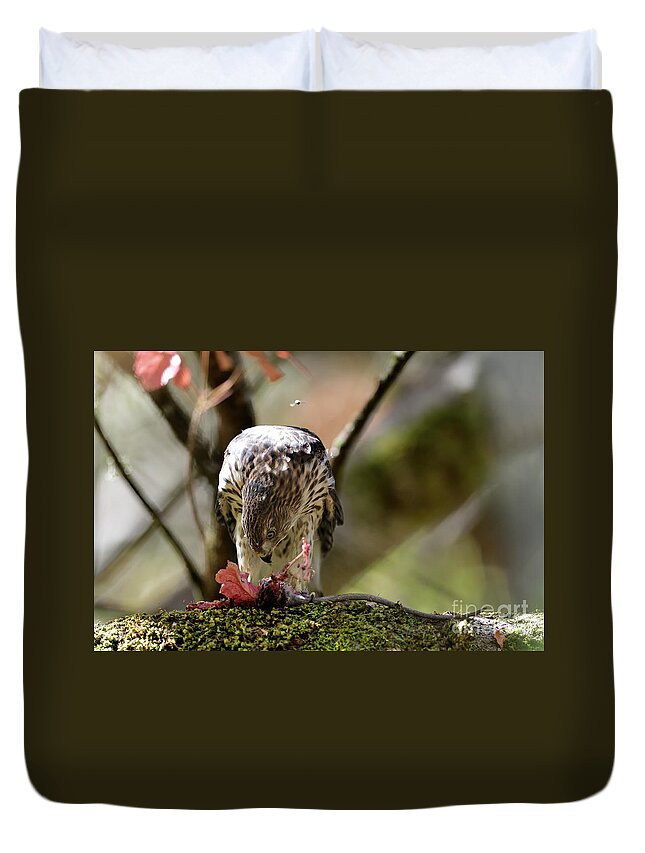 Cooper's Hawk Duvet Cover featuring the photograph A Juvenile Cooper's Hawk #1 by Amazing Action Photo Video