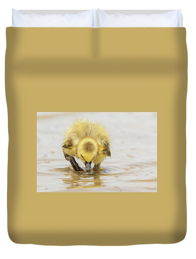 Gosling Duvet Cover featuring the photograph Beautiful gosling feeding #1 by Sam Rino