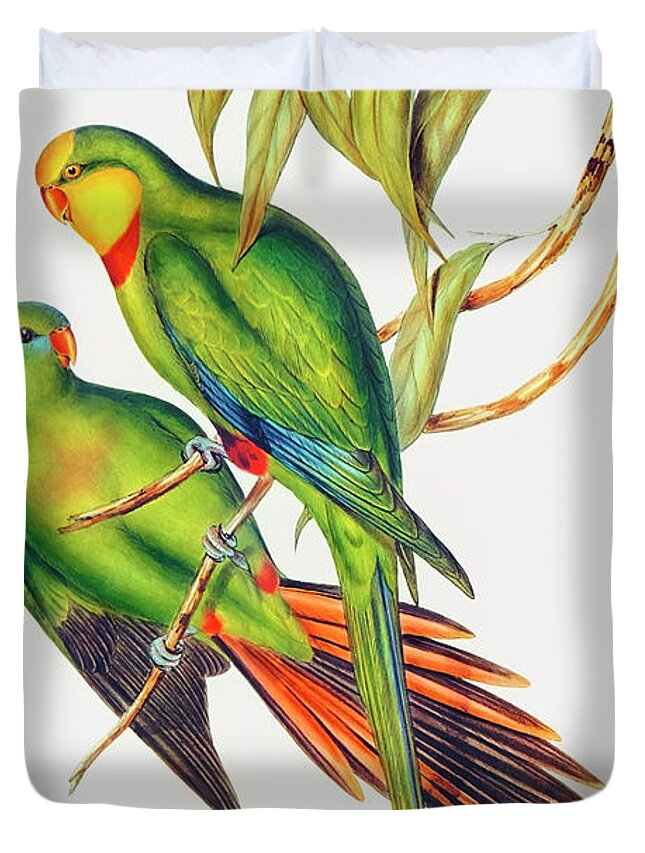 Parakeet Duvet Cover featuring the drawing Black-tailed Parakeet #1 by Elizabeth Gould