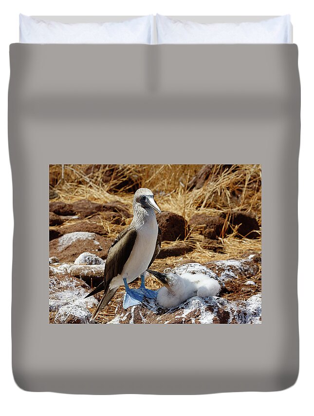 Blue-footed Boobies Duvet Cover featuring the photograph Blue-footed Boobies #1 by Sally Weigand