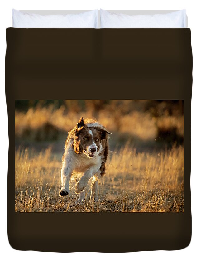 Border Collie Duvet Cover featuring the photograph Border Collie #1 by Diana Andersen