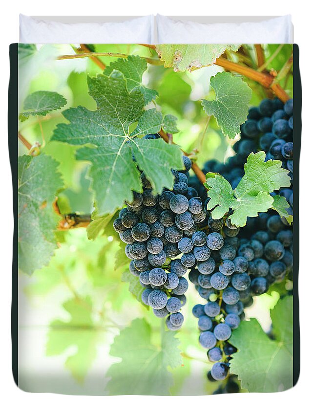 Grape Duvet Cover featuring the photograph Closeup of fresh purple grape on branch in vineyard. #1 by Jelena Jovanovic
