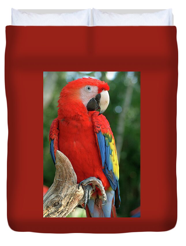Scarlet Macaw Duvet Cover featuring the photograph Colors of the Rainbow by Melissa Southern