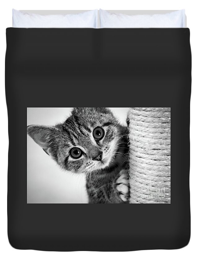 1 Kitten Duvet Cover featuring the photograph Cute kitten #2 by Seeables Visual Arts