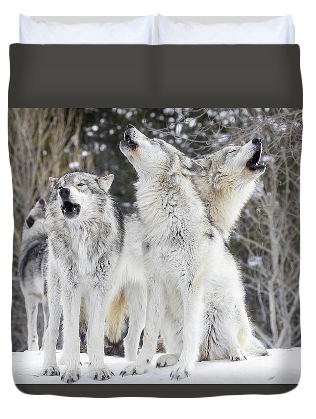  Duvet Cover featuring the photograph Discovery Center Wolves #1 by Julie Argyle