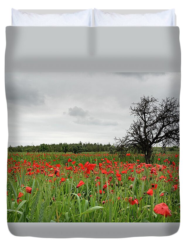 Poppy Anemone Duvet Cover featuring the photograph Field full of red beautiful poppy anemone flowers and a lonely dry tree. Spring time, spring landscape Cyprus. by Michalakis Ppalis