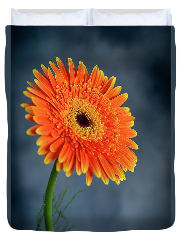 Daisies Duvet Cover featuring the photograph Fresh beautiful orange daisy flower blossom. Blooming flower by Michalakis Ppalis