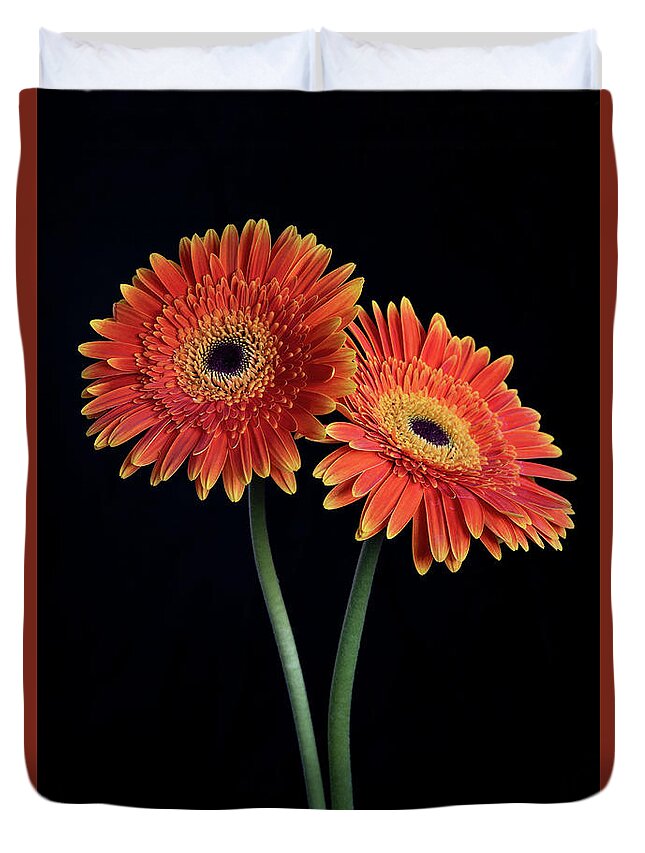 Daisies Duvet Cover featuring the photograph Fresh Daisy flower isolated on black background by Michalakis Ppalis
