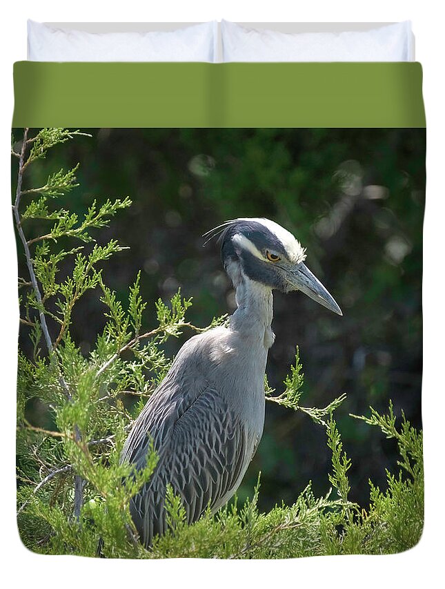 Birds Duvet Cover featuring the photograph I am watching you #1 by Paul Ross