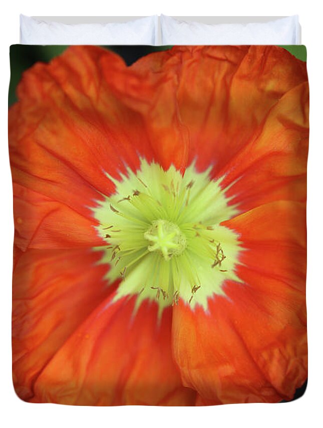 Iceland Poppy Duvet Cover featuring the photograph Iceland Poppy by Tammy Pool