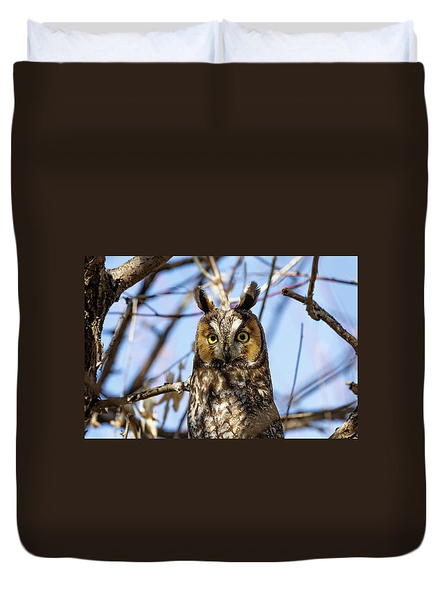 Owl Duvet Cover featuring the photograph Long Eared Owl Paying Close Attention #1 by Tony Hake