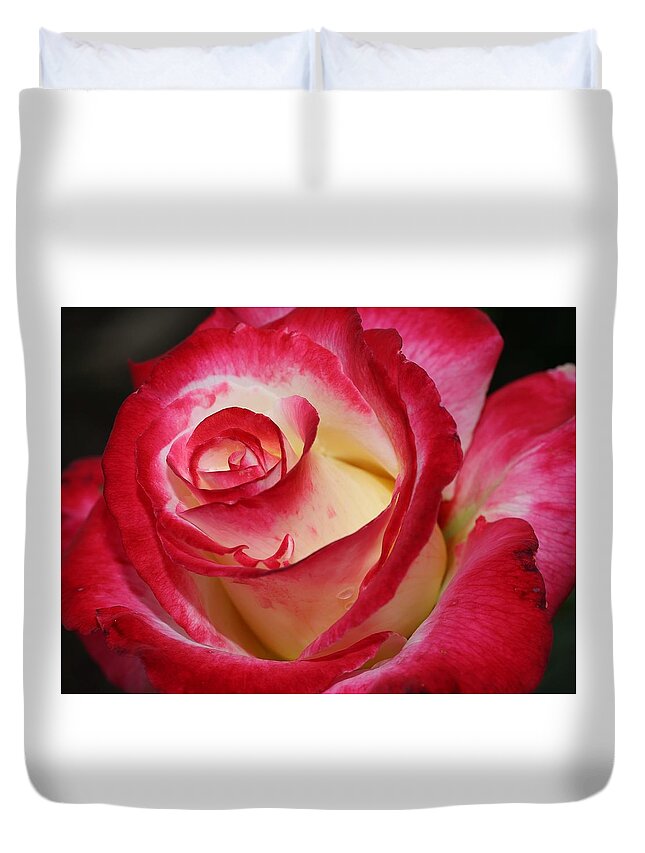 Rose Duvet Cover featuring the photograph Multi-colored Rose by Mingming Jiang