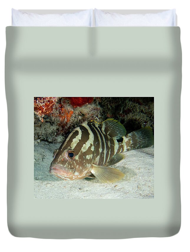 Grouper Duvet Cover featuring the photograph Nassau Grouper #2 by Brian Weber
